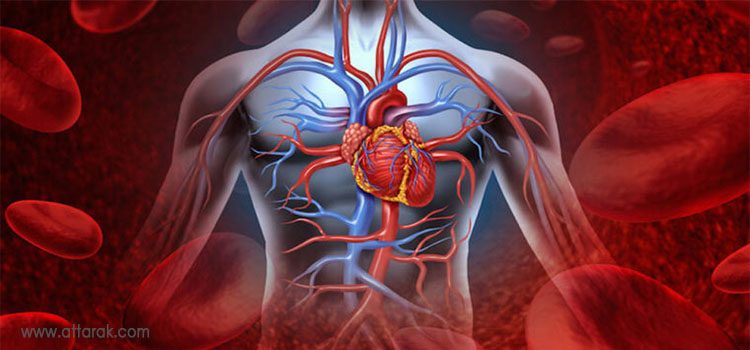قلب و دستگاه گردش خون
