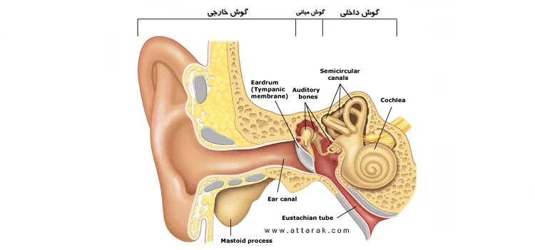 با بیماری های گوش خارجی و میانی آشنا شوید 