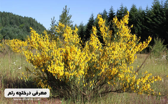 خواص درختچه رتم را بشناسیم عطاری آنلاین عطارک خواص درختچه رتم را