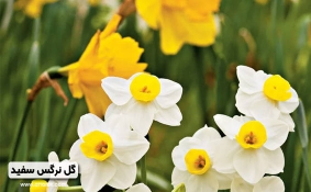 خواص گل نرگس سفید را بدانیم