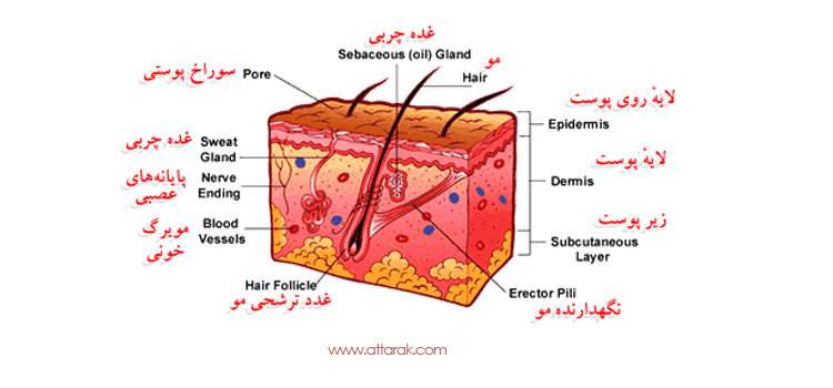 آناتومی و ساختار پوست