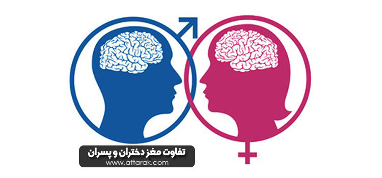تفاوت بین مغز زنان و مردان