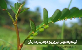گیاه فیلانتوس نیروری و خواص درمانی آن