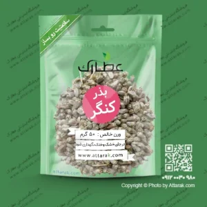 بذر کنگر