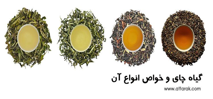 معرفی گیاه چای و خواص انواع آن (چای سیاه، سبز، سفید، اولانگ و پوئر)