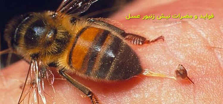 فواید و مضررات نیش زنبور و راه های درمان آن چیست