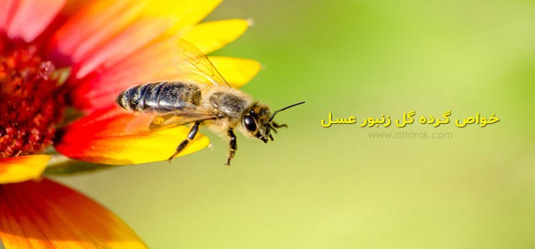 گرده گل زنبور عسل چیست، معرفی خواص درمانی و مضرات آن