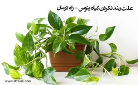 علت رشد نکردن گیاه پتوس + راه درمان