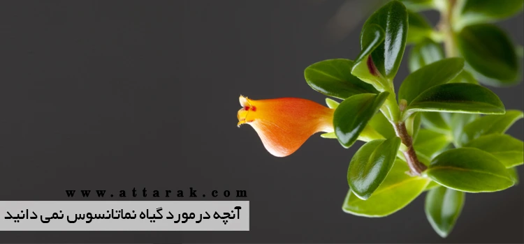 شیوه درست نگهداری از گیاه نماتانتوس