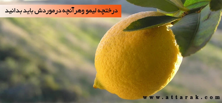 نحوه کاشت و پروش درختچه لیمو در گلدان