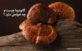 گانودرما چیست و چه خواصی دارد ؟