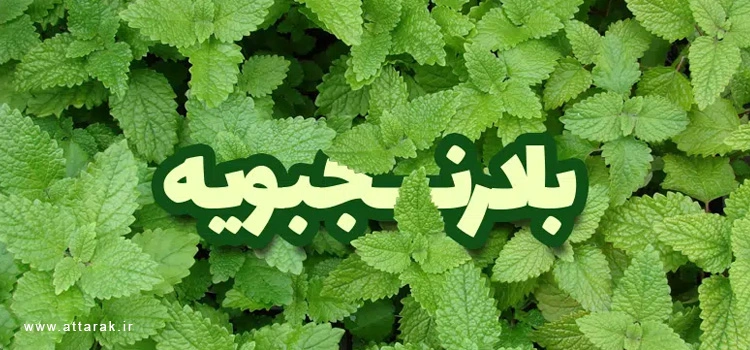 معرفی خواص بادرنجبویه