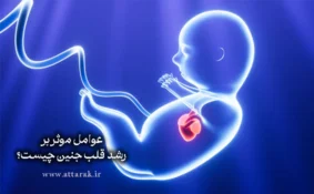 عوامل موثر بر رشد قلب جنین من چیست؟