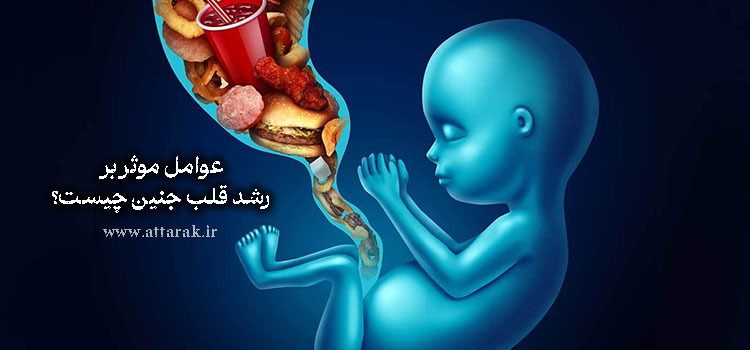 عوامل موثر بر رشد قلب جنین من چیست؟