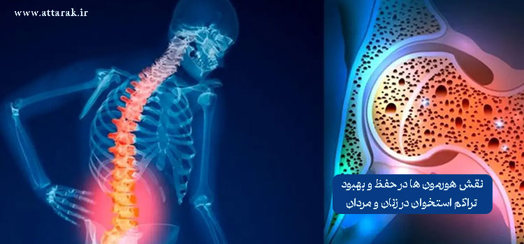 نقش هورمون ها در حفظ و بهبود تراکم استخوان