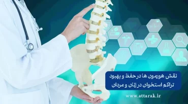 نقش هورمون ها در حفظ و بهبود تراکم استخوان
