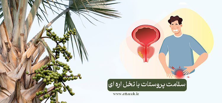 سلامت پروستات با نخل اره ای