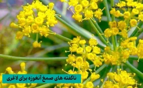 ناگفته‌ های صمغ انغوزه برای لاغری