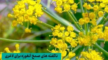 ناگفته‌ های صمغ انغوزه برای لاغری