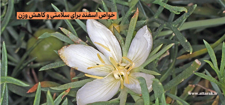 خواص اسفند برای سلامتی و کاهش وزن