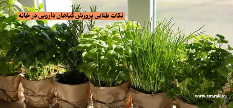 نکات طلایی پرورش گیاهان دارویی در خانه