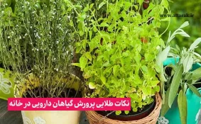 نکات طلایی پرورش گیاهان دارویی در خانه