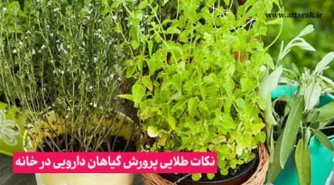 نکات طلایی پرورش گیاهان دارویی در خانه