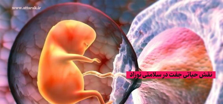 نقش حیاتی جفت در سلامتی نوزاد