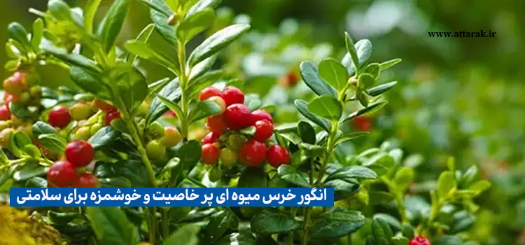 انگور خرس میوه ای پر خاصیت برای سلامتی