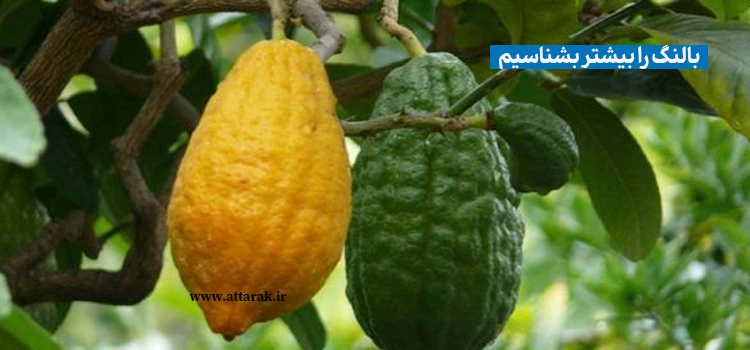 بالنگ را بیشتر بشناسیم