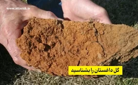 گِل داغستان را بشناسیم