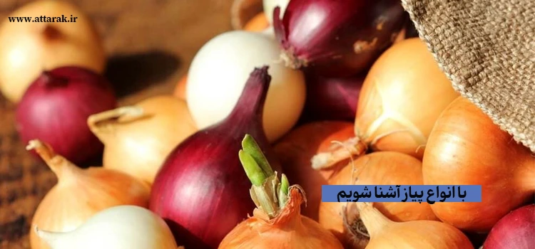 با انواع پیاز آشنا شویم