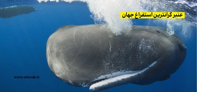 عنبر گرانترین استفراغ جهان