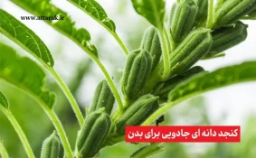 کنجد دانه‌ ای جادویی برای بدن