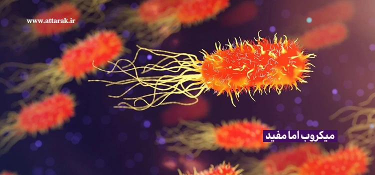  میکروب اما مفید
