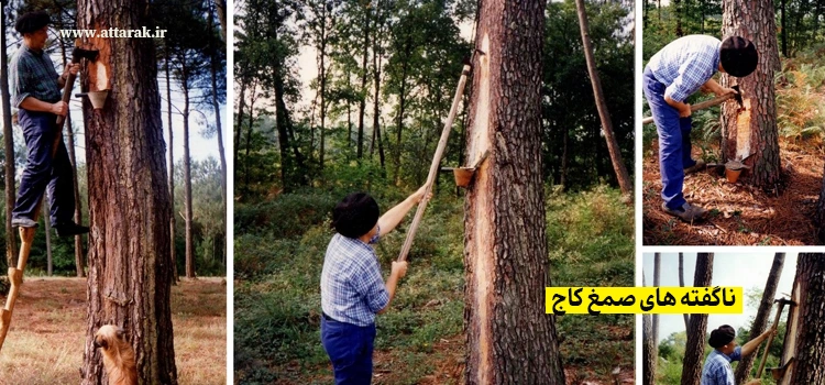 ناگفته های صمغ کاج