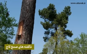 ناگفته های صمغ کاج