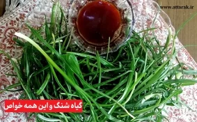 گیاه شنگ و این همه خواص