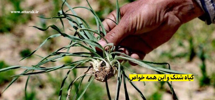 گیاه شنگ و این همه خواص