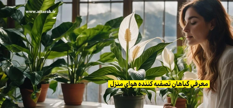 معرفی گیاهان تصفیه کننده هوای منزل 