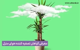 معرفی گیاهان تصفیه کننده هوای منزل 