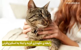 نگهداری گربه و ابتلا به اسکیزوفرنی