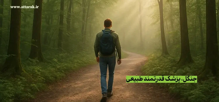 جنگل، پزشک قدرتمند طبیعی