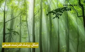 جنگل، پزشک قدرتمند طبیعی