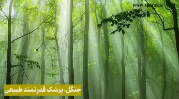 جنگل، پزشک قدرتمند طبیعی