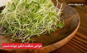 خواص شگفت انگیز جوانه شبدر