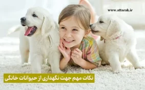 نکات مهم جهت نگهداری از حیوانات خانگی