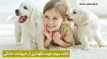 نکات مهم جهت نگهداری از حیوانات خانگی
